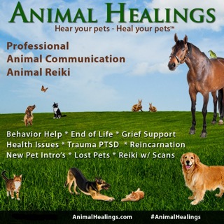 Animal Healings display ad